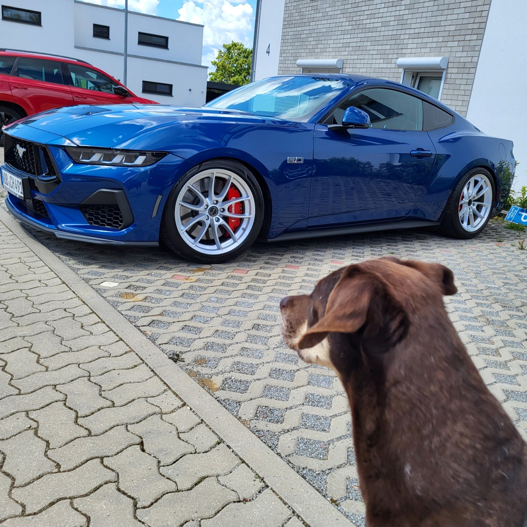 hund.jpg